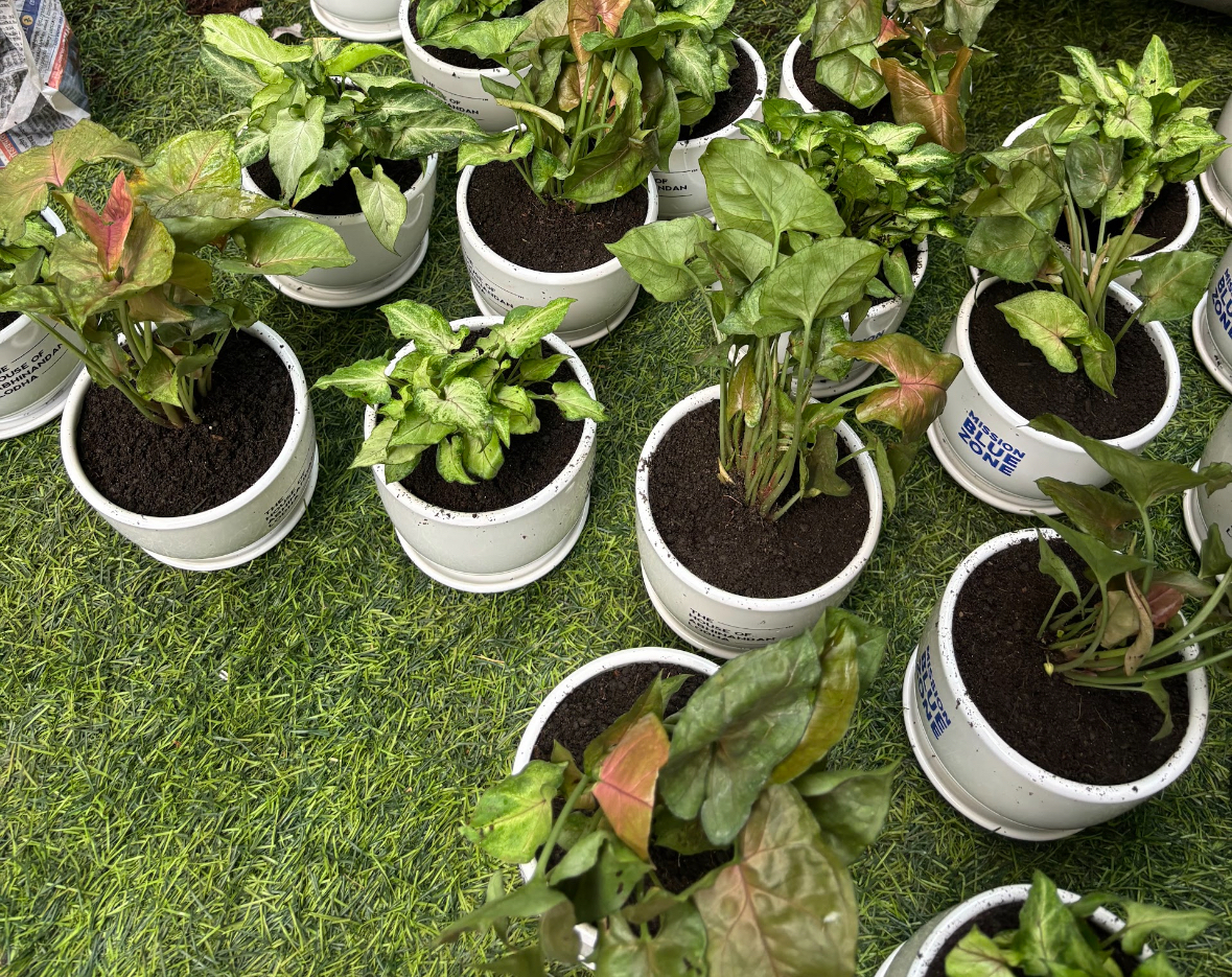 Branded corporate gift plants in white ceramic pots