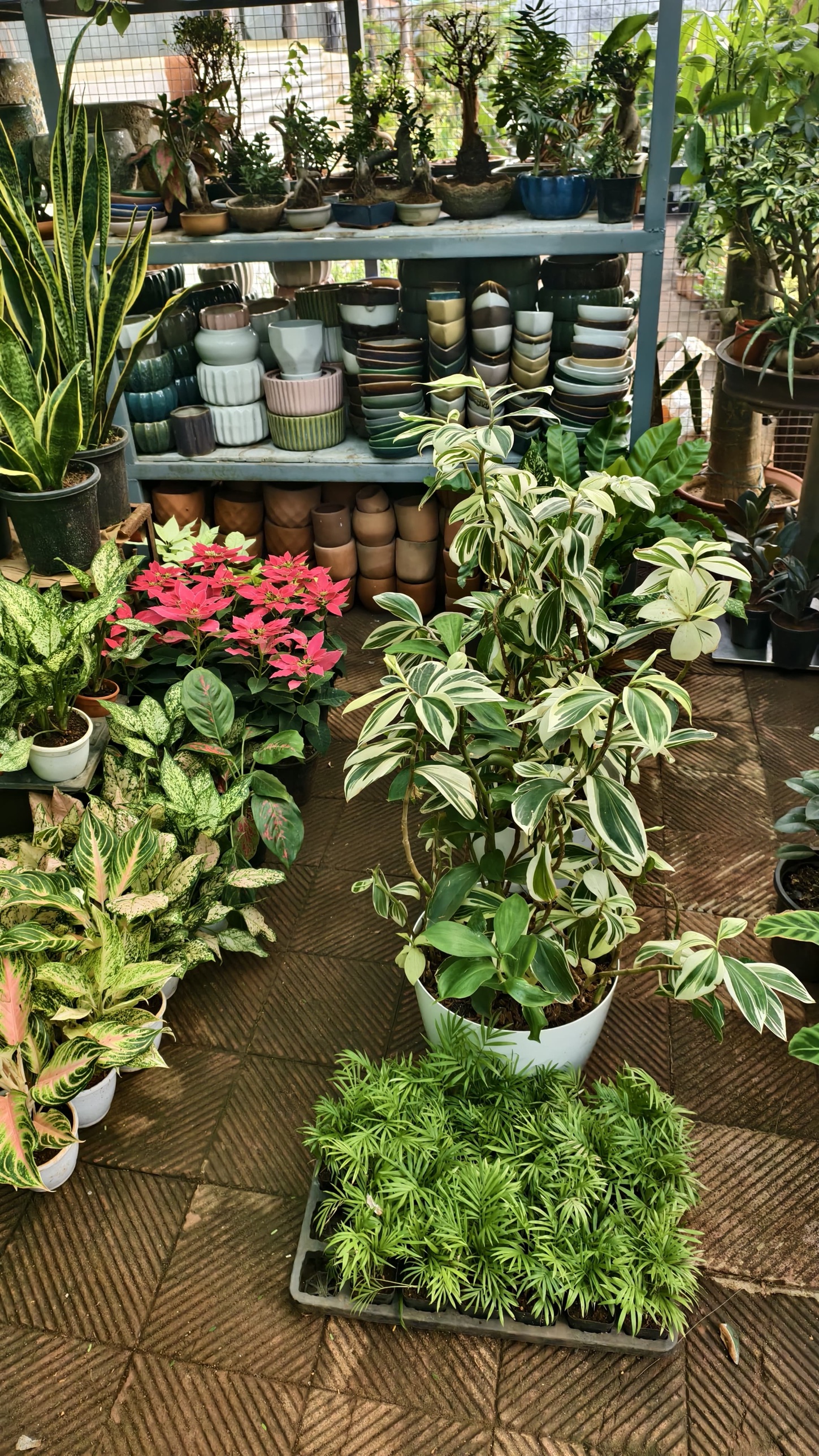 Bonsai and decorative plant collection