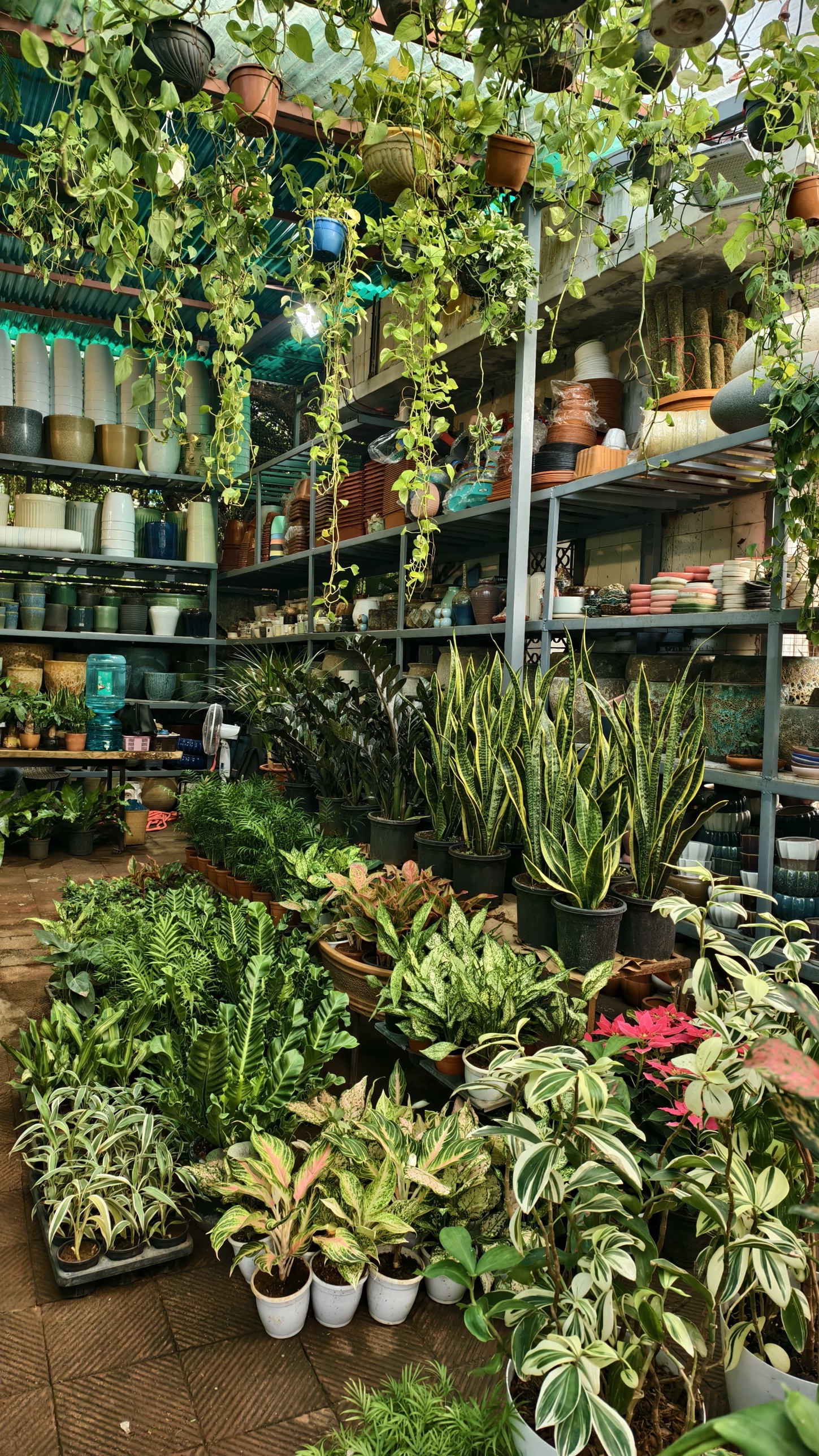 Nursery aisle with hanging and shelved plants