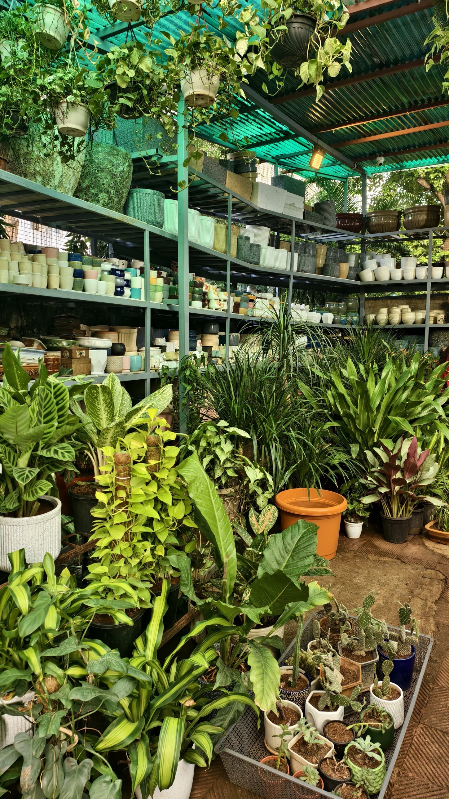 Outdoor plant collection