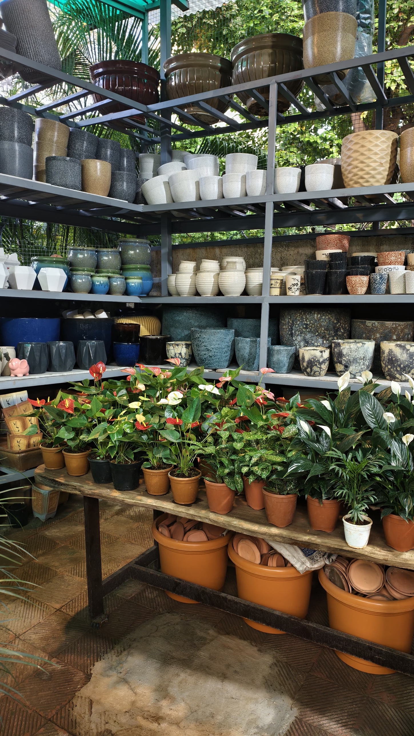 Shelves of potted plants inside Heavens Green Nursery