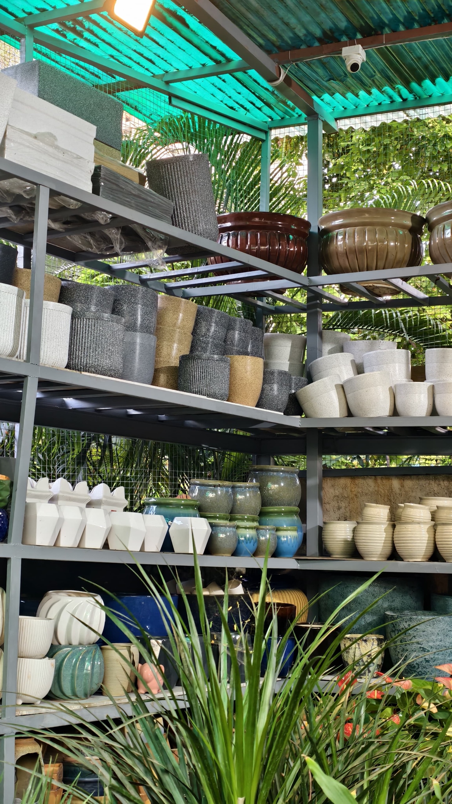 Medicinal and herbal plant collection