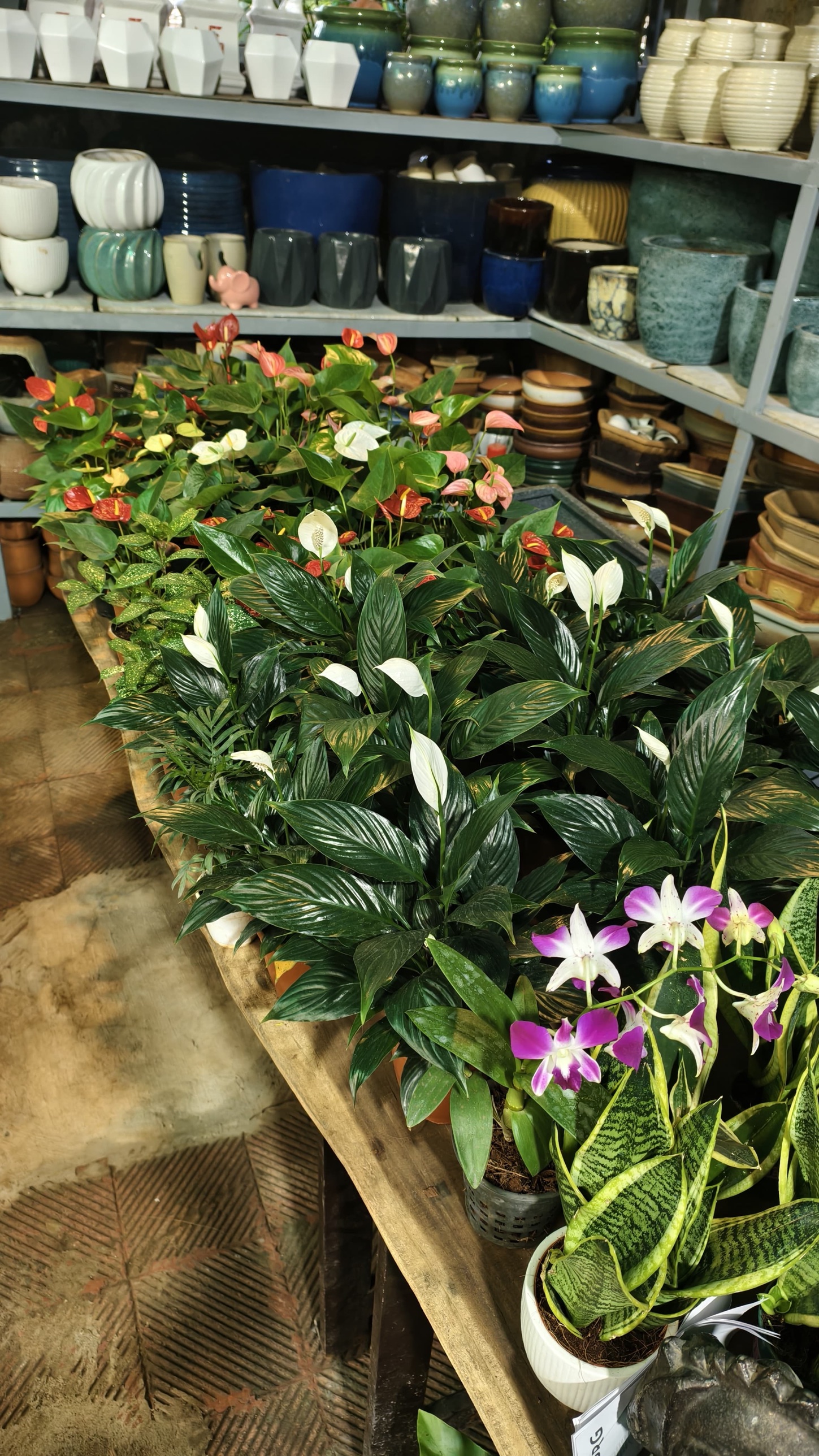 Indoor plant collection